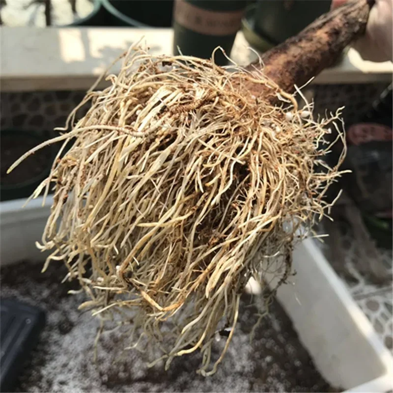 10g Quickly Rooting Powder Hor - Plant Growth Regulator 评论和价格